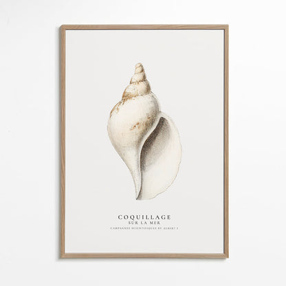 Avelena | Die Gastropodenschale - Coquillage - Sealife-Kollektion