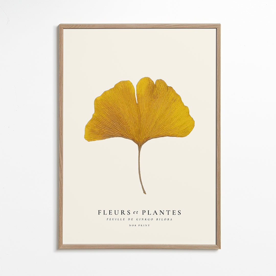 Avelena | Botanisch, Blumen Und Pflanzen -Ginkgo Biloba Blatt