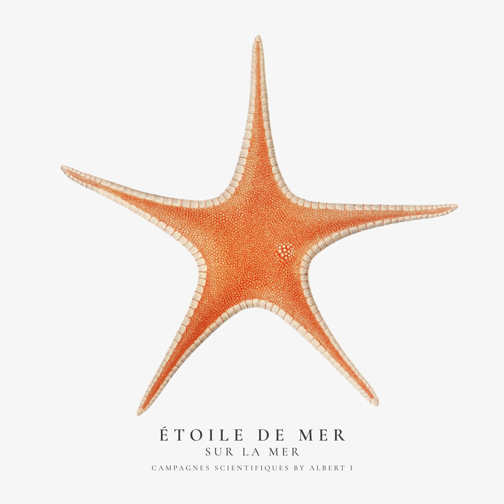Avelena | Seestern - Toile De Mer - Sealife Kollektion - Quadrat