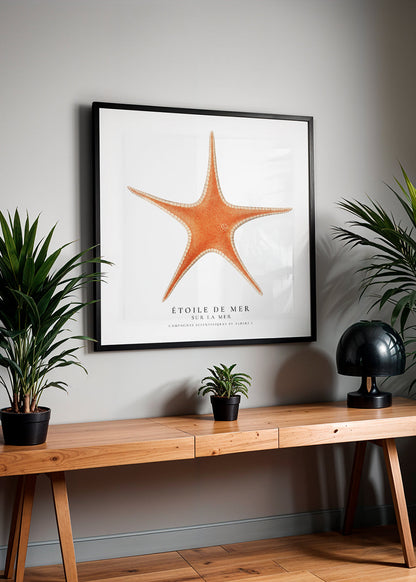 Avelena | Seestern - Toile De Mer - Sealife Kollektion - Quadrat