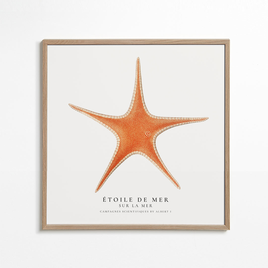 Avelena | Seestern - Toile De Mer - Sealife Kollektion - Quadrat