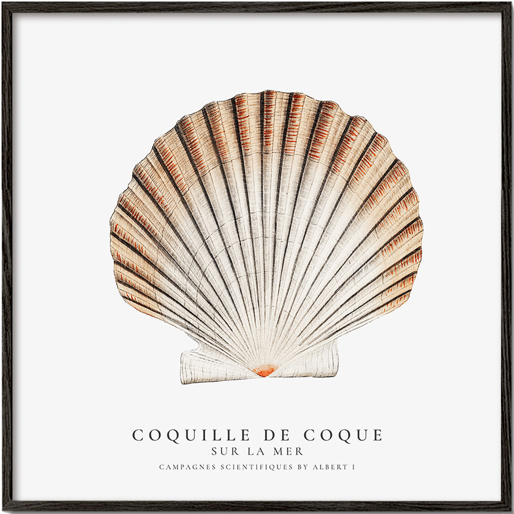 Avelena | Seashell - Muschel - Sealife-Kollektion - Quadrat