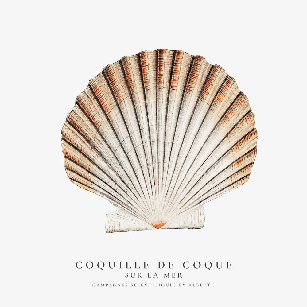 Avelena | Seashell - Muschel - Sealife-Kollektion - Quadrat