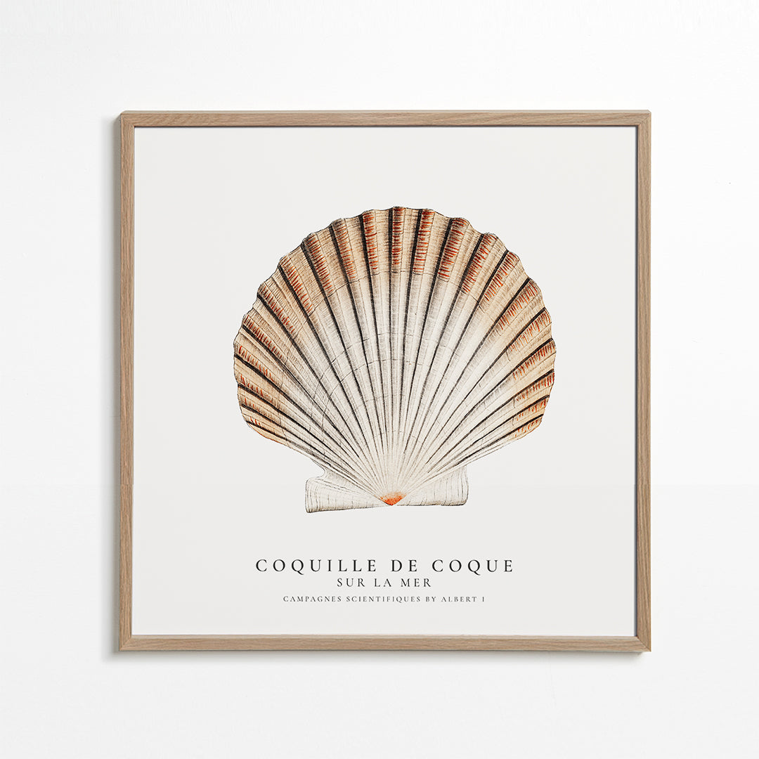 Avelena | Seashell - Muschel - Sealife-Kollektion - Quadrat