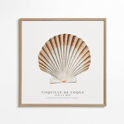 Avelena | Seashell - Muschel - Sealife-Kollektion - Quadrat