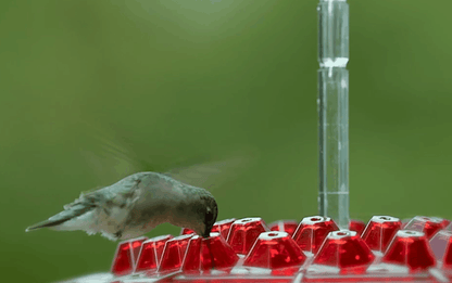 Avelena | Ants Resistant Hummingbird Feeder | 30 Feeding Openings, UV Resistant & Ideal for Outdoor Bird Watching