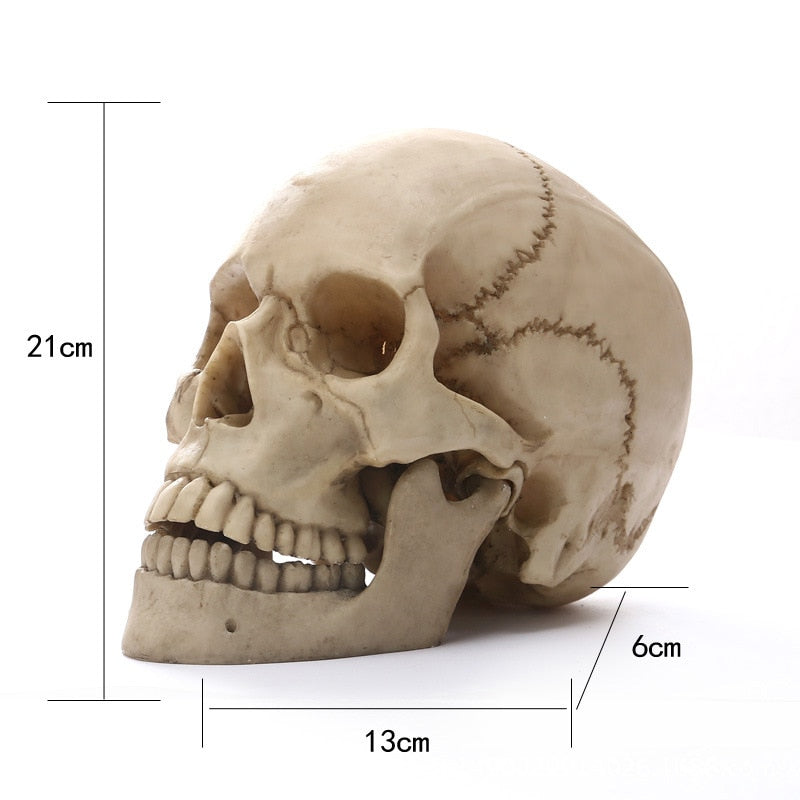 Avelena | 1:1 Menschlicher Kopf Schädel Statue für Wohnkultur Harz Figuren Halloween Dekoration Skulptur Medizinische Lehrskizze Modell Kunsthandwerk