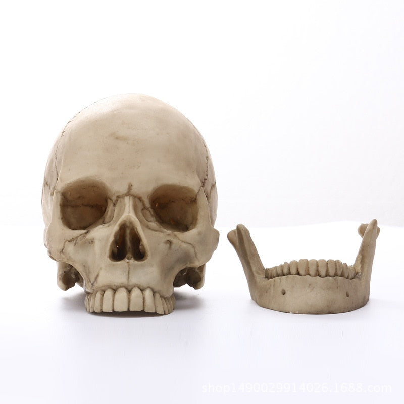 Avelena | 1:1 Menschlicher Kopf Schädel Statue für Wohnkultur Harz Figuren Halloween Dekoration Skulptur Medizinische Lehrskizze Modell Kunsthandwerk