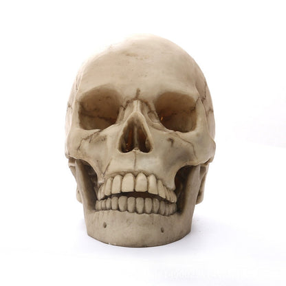 Avelena | 1:1 Menschlicher Kopf Schädel Statue für Wohnkultur Harz Figuren Halloween Dekoration Skulptur Medizinische Lehrskizze Modell Kunsthandwerk