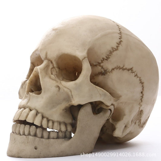 Avelena | 1:1 Menschlicher Kopf Schädel Statue für Wohnkultur Harz Figuren Halloween Dekoration Skulptur Medizinische Lehrskizze Modell Kunsthandwerk