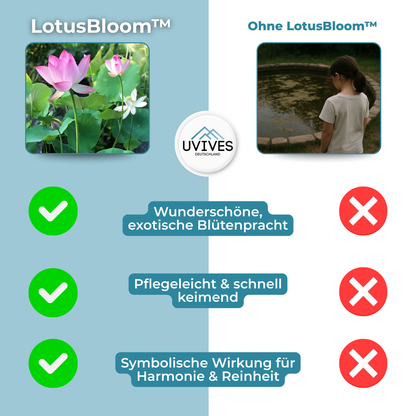 Avelena |  LotusBloom – Magische Blütenpracht für deinen Teich