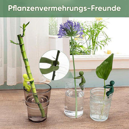 Avelena | Pflanzenvermehrungs-Freund