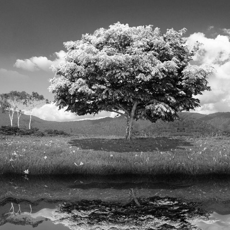 Avelena | Illustration Lakeside Tree Wandbilder Ganze Wand Kunst für Wohnzimmer, Personalisierte Größe