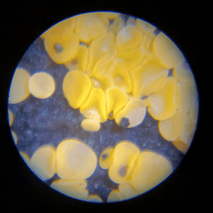Avelena | Tragbares Pocket-Mikroskop für Kinder mit einstellbarem Zoom 60-120X