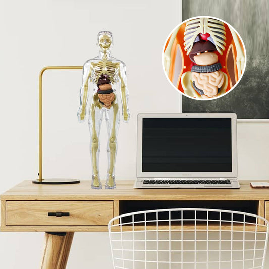 Avelena | 3D menschlicher Körper Torso Modell für Kinder Anatomie Modell Skelett