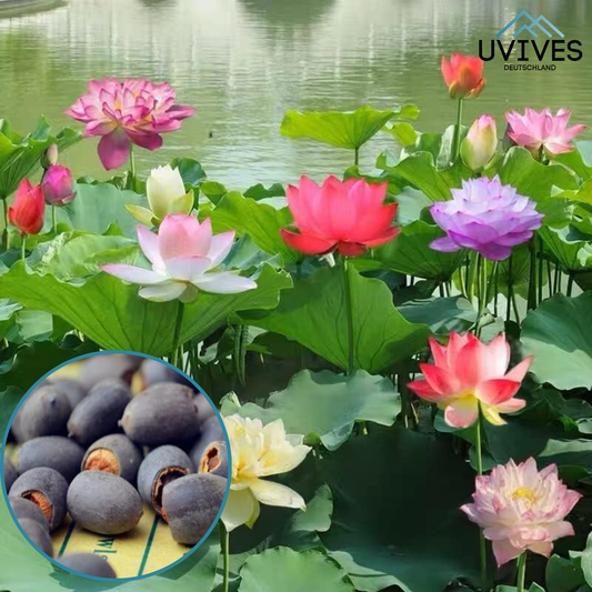 Avelena |  LotusBloom – Magische Blütenpracht für deinen Teich