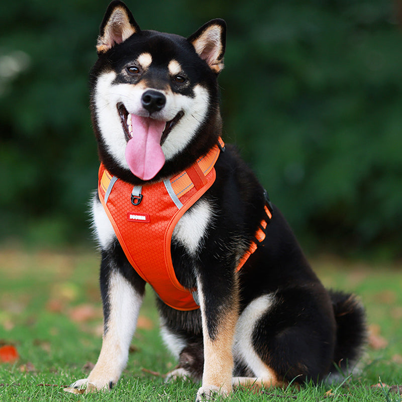 Avelena | Hundegeschirr