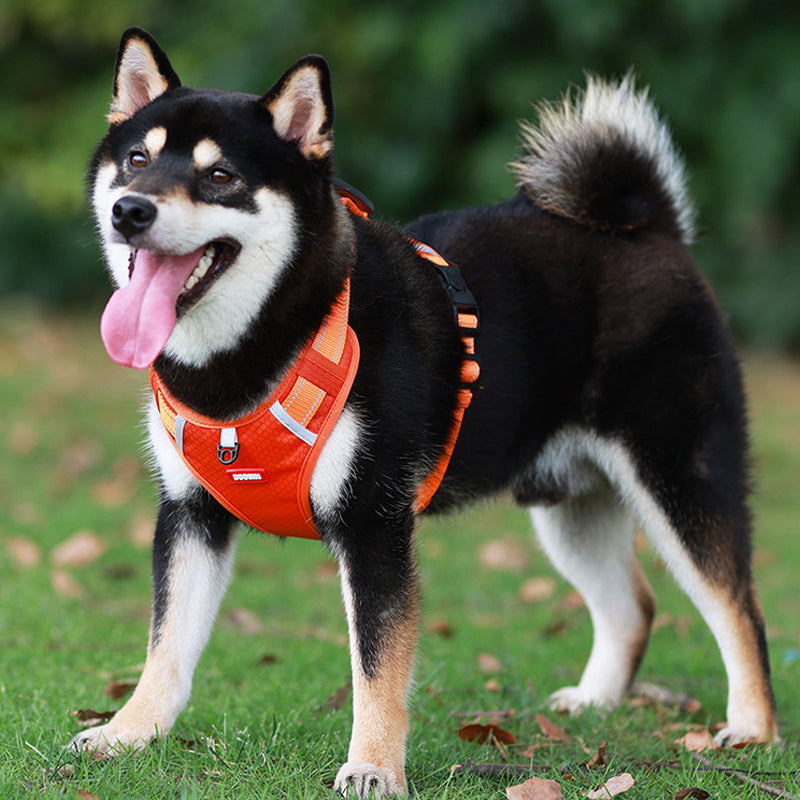 Avelena | Hundegeschirr