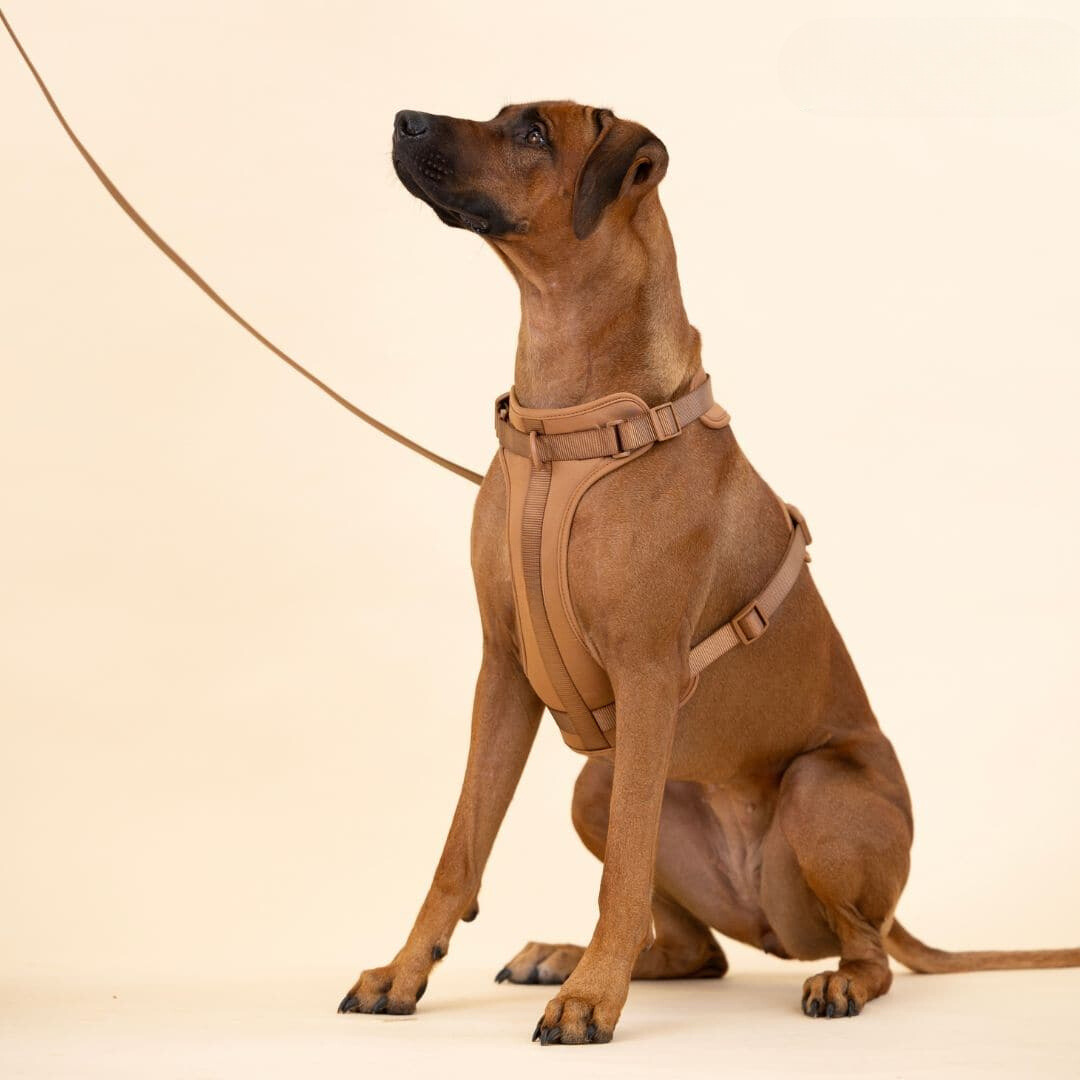 Avelena | ComfyPaws Hundegeschirr Walking Set mit Leine und Kotbeutelhalter