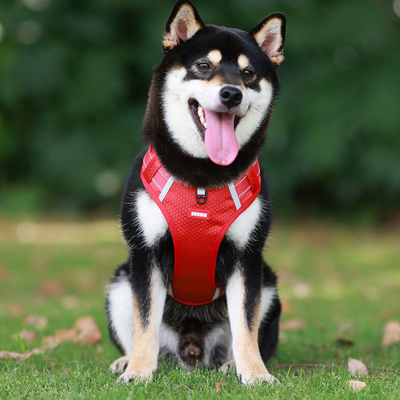 Avelena | Hundegeschirr