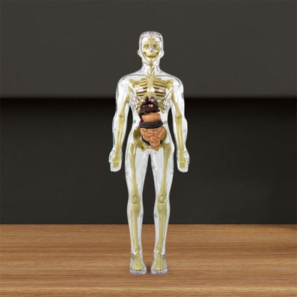 Avelena | 3D menschlicher Körper Torso Modell für Kinder Anatomie Modell Skelett
