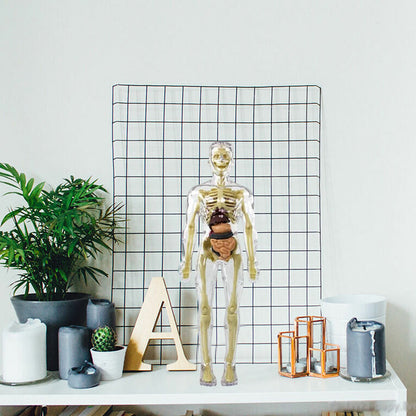 Avelena | 3D menschlicher Körper Torso Modell für Kinder Anatomie Modell Skelett