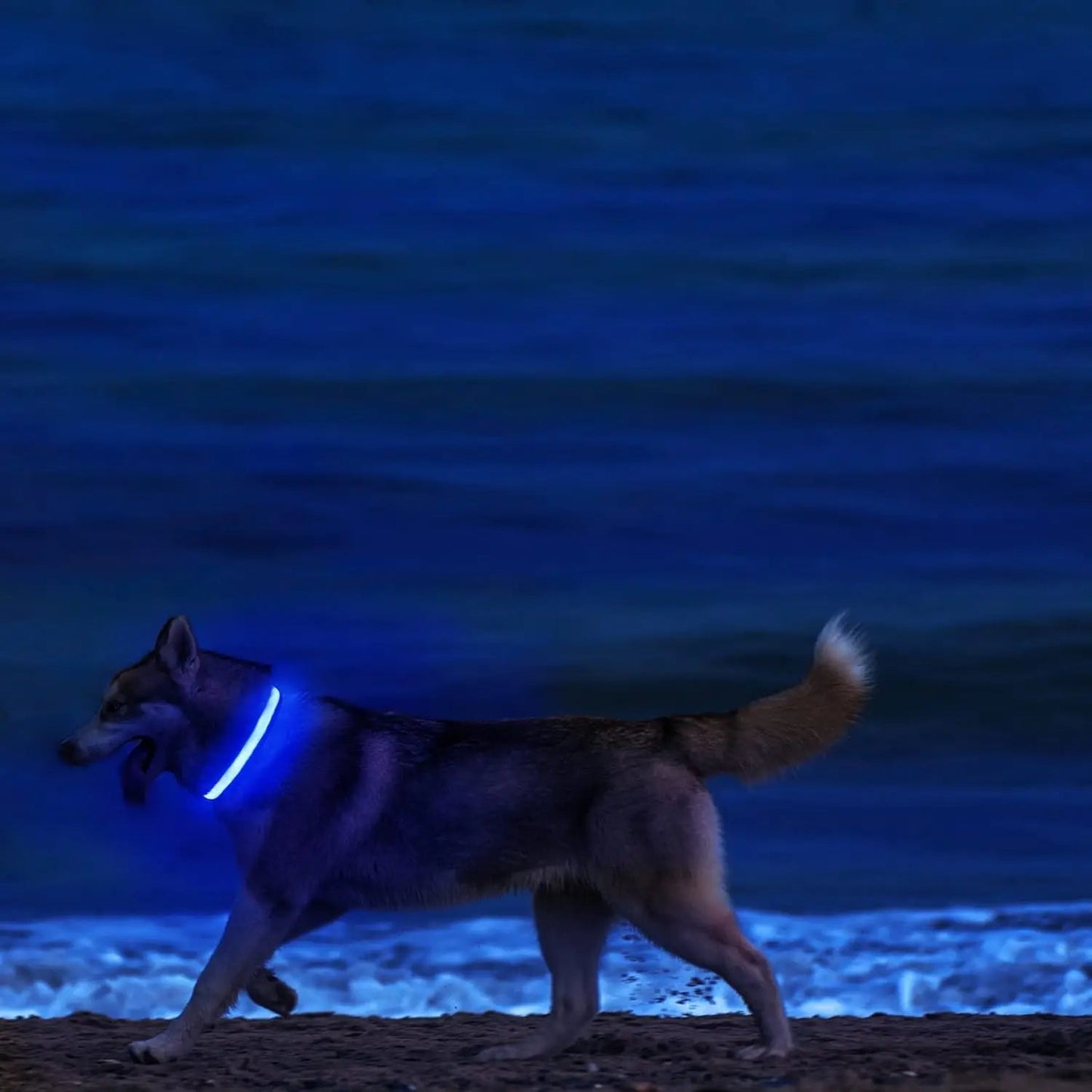 Avelena | Damit Ihr Hund Nachts Sicher, Sichtbar und In Ihrer Nähe Bleibt