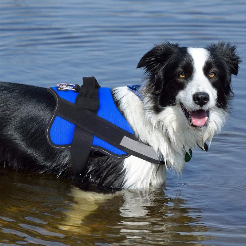 Avelena | Hundegeschirr