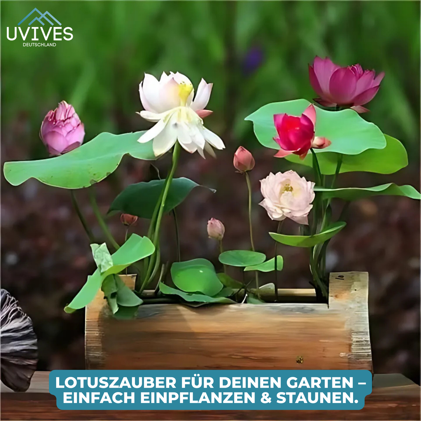 Avelena |  LotusBloom – Magische Blütenpracht für deinen Teich