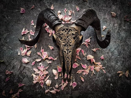 Avelena | Ausgehöhlter Widderkopf