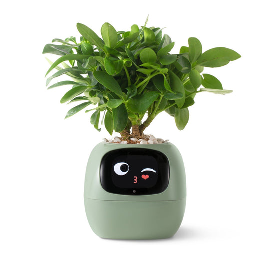Avelena | VerdeGlow – Selbstbewässernder Smart-Pflanzen Topf | Automatische Bewässerung | Moderner Indoor-Pflanzer