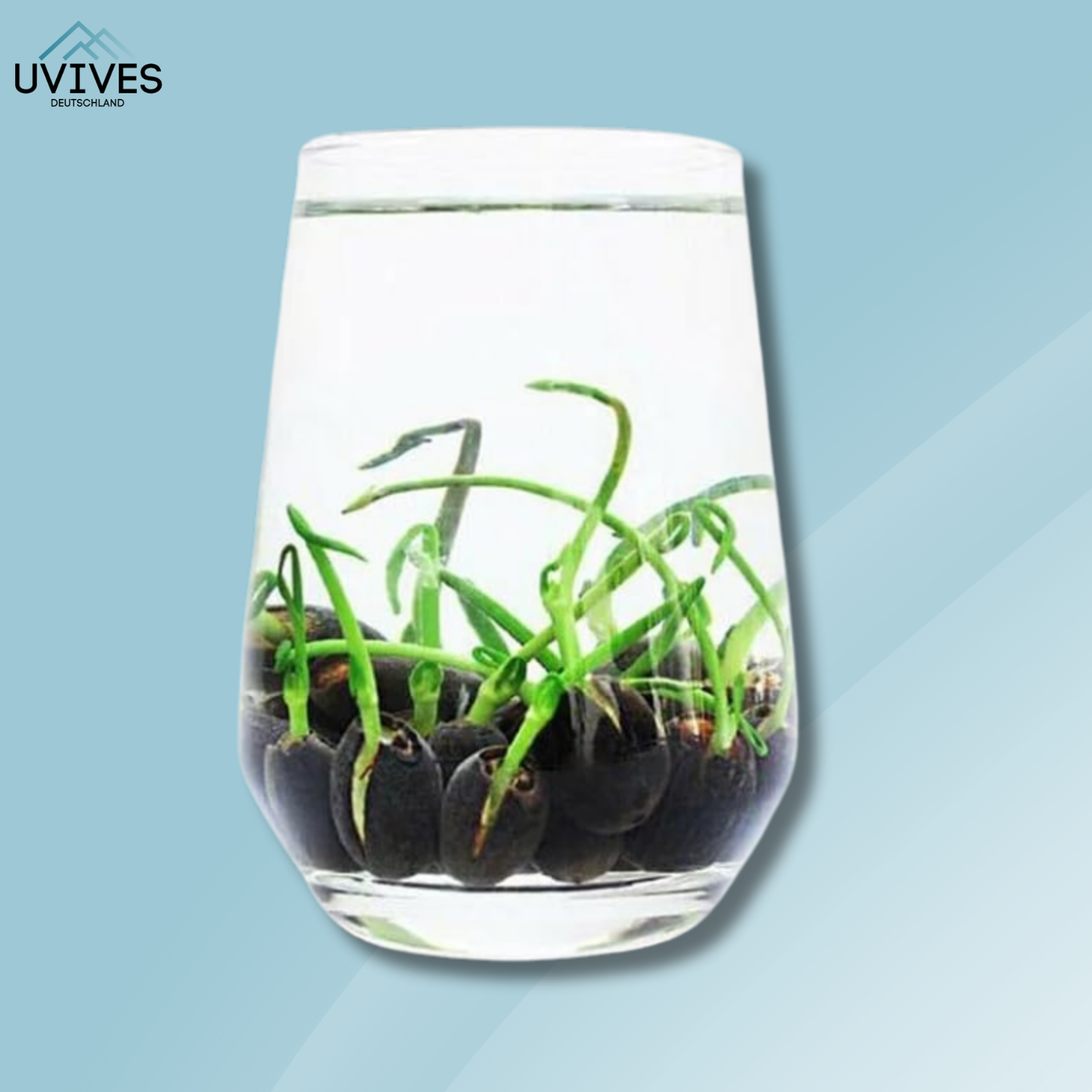 Avelena |  LotusBloom – Magische Blütenpracht für deinen Teich