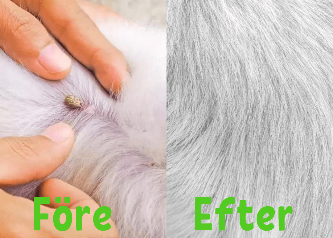 Avelena | Floh- und Zeckenhalsband für Hunde & Katzen