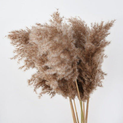 Avelena | 60 cm natürlicher, echter, braun-beiger getrockneter Pampasgrasstrauß │ flauschige Feder für moderne Boho-Heimdekoration