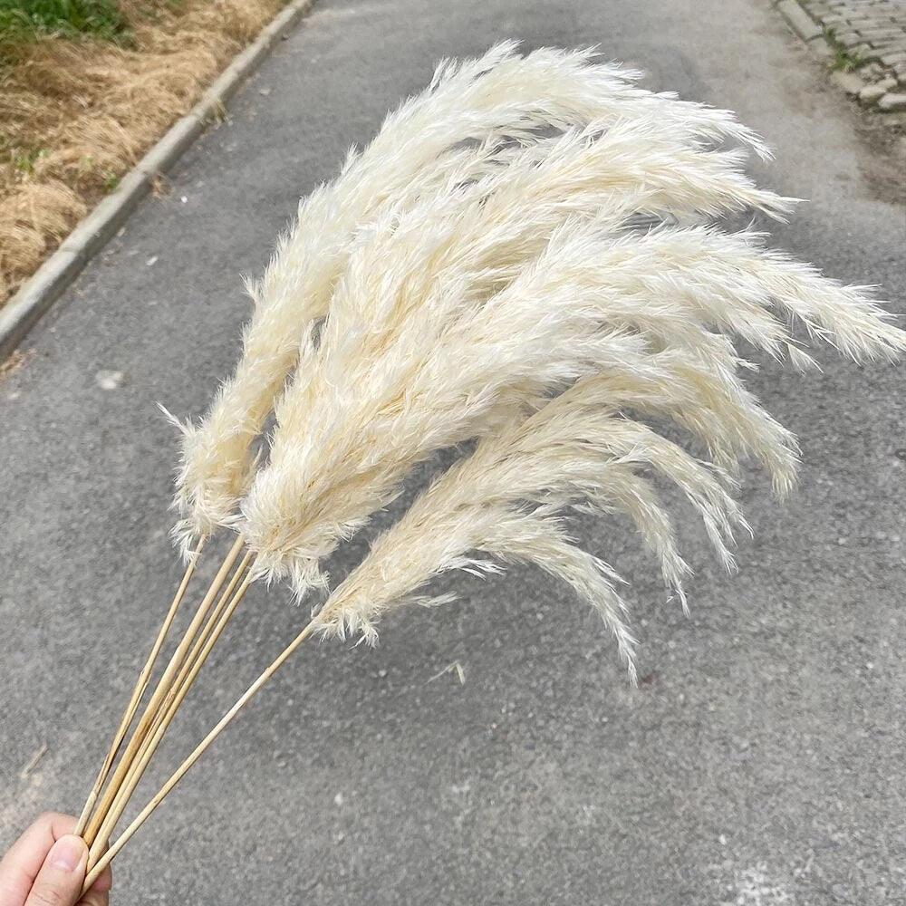 Avelena | 60 Cm Große Bouquet aus Echtem, Crémeweißem, Getrocknetem Pampasgras Flauschigen Federn für Moderne Boho-Dekoration