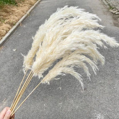 Avelena | 60 Cm Große Bouquet aus Echtem, Crémeweißem, Getrocknetem Pampasgras Flauschigen Federn für Moderne Boho-Dekoration