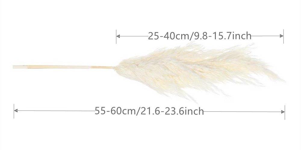 Avelena | 60 Cm Große Bouquet aus Echtem, Crémeweißem, Getrocknetem Pampasgras Flauschigen Federn für Moderne Boho-Dekoration