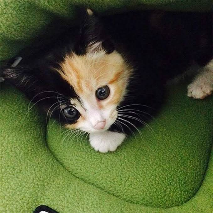 Avelena | COZYDEN - Versteck-Höhlen-Haustierbett