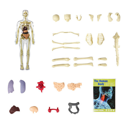 Avelena | 3D menschlicher Körper Torso Modell für Kinder Anatomie Modell Skelett