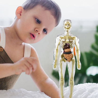 Avelena | 3D menschlicher Körper Torso Modell für Kinder Anatomie Modell Skelett