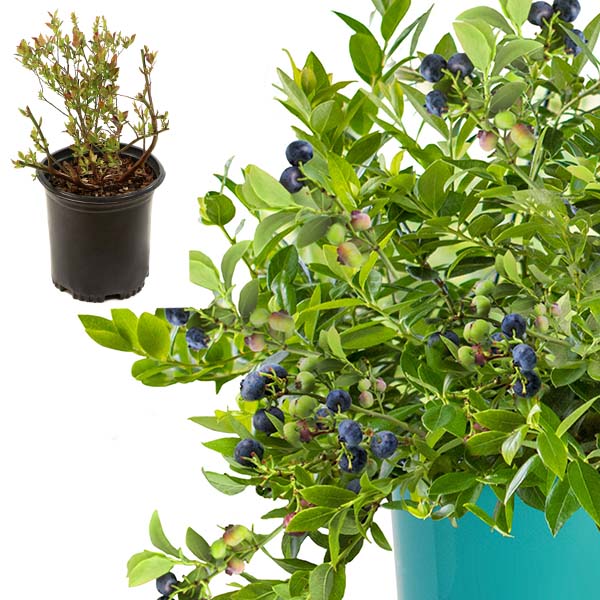 Avelena | Bushel & Berry Blaubeere Mitternachts-Kaskade