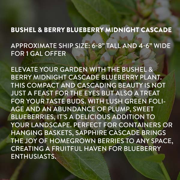 Avelena | Bushel & Berry Blaubeere Mitternachts-Kaskade