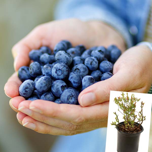 Avelena | Bushel & Berry Blaubeere Saphir Wasserfall