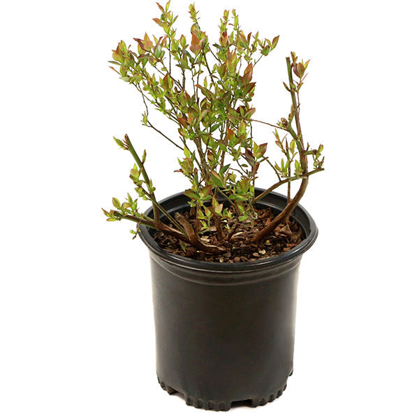 Avelena | Bushel & Berry Blaubeere Saphir Wasserfall