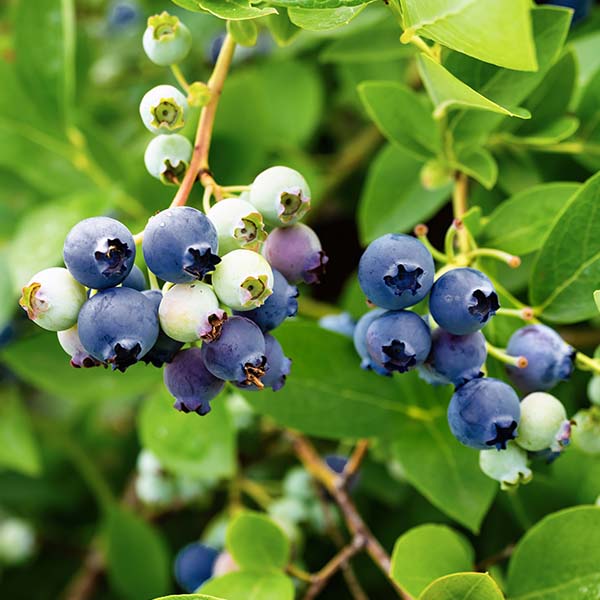Avelena | Bushel & Berry Blaubeere Saphir Wasserfall