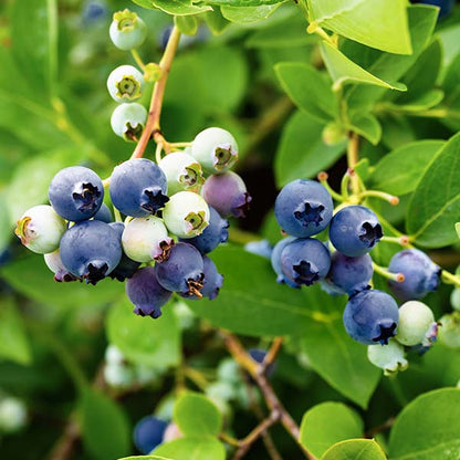 Avelena | Bushel & Berry Blaubeere Saphir Wasserfall