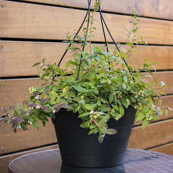 Avelena | Bushel & Berry Blaubeere Saphir Wasserfall