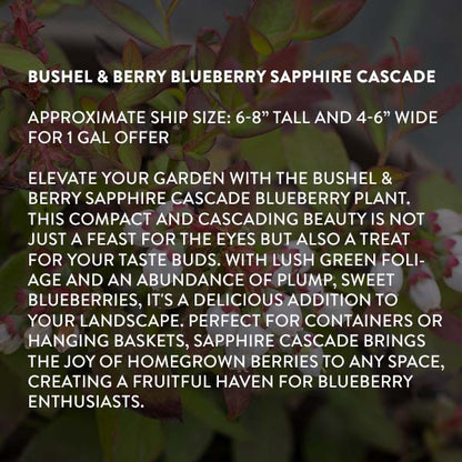 Avelena | Bushel & Berry Blaubeere Saphir Wasserfall