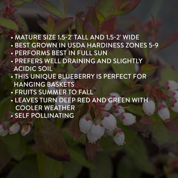 Avelena | Bushel & Berry Blaubeere Saphir Wasserfall
