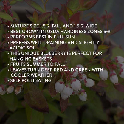 Avelena | Bushel & Berry Blaubeere Saphir Wasserfall